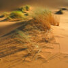 Herbes a chameaux #2