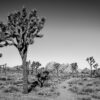 Joshua Tree