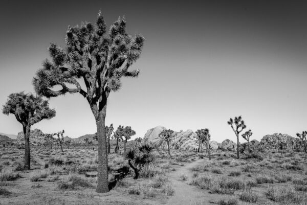 Joshua Tree