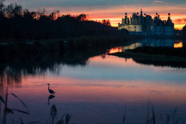 Héron à Chambord